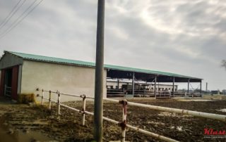 Tetőszerkezet marháknak – Veskóc, Nagykapos